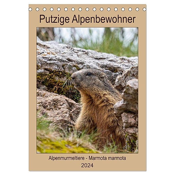 Putzige Alpenbewohner - Alpenmurmeltiere (Tischkalender 2024 DIN A5 hoch), CALVENDO Monatskalender, Ursula Di Chito
