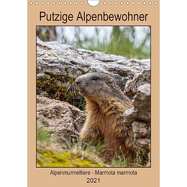 Putzige Alpenbewohner - Alpenmurmeltiere (Wandkalender 2021 DIN A4 hoch), Ursula Di Chito