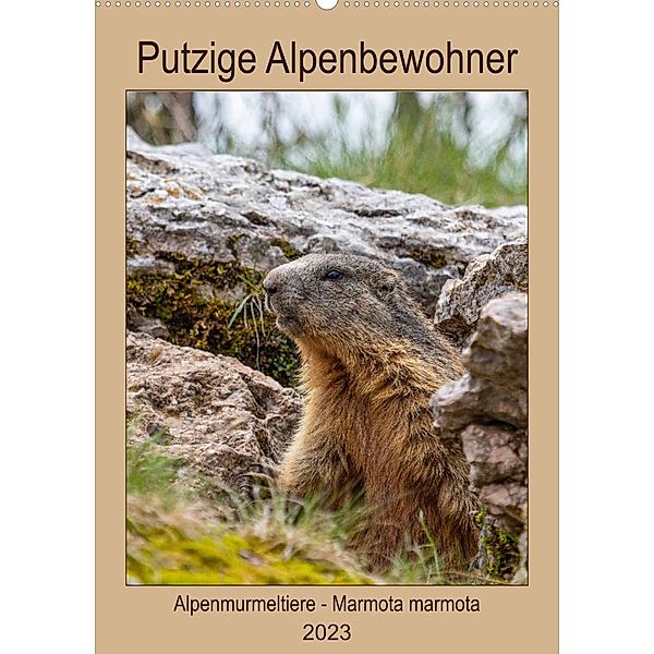 Putzige Alpenbewohner - Alpenmurmeltiere (Wandkalender 2023 DIN A2 hoch), Ursula Di Chito