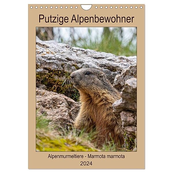 Putzige Alpenbewohner - Alpenmurmeltiere (Wandkalender 2024 DIN A4 hoch), CALVENDO Monatskalender, Ursula Di Chito