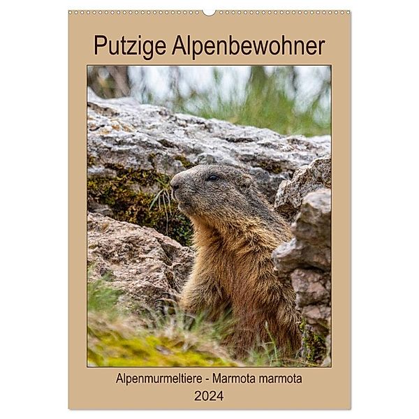 Putzige Alpenbewohner - Alpenmurmeltiere (Wandkalender 2024 DIN A2 hoch), CALVENDO Monatskalender, Ursula Di Chito