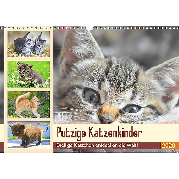 Putzige Katzenkinder. Drollige Kätzchen entdecken die Welt! (Wandkalender 2020 DIN A3 quer), Rose Hurley