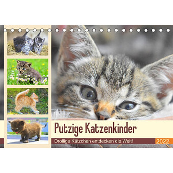 Putzige Katzenkinder. Drollige Kätzchen entdecken die Welt! (Tischkalender 2022 DIN A5 quer), Rose Hurley