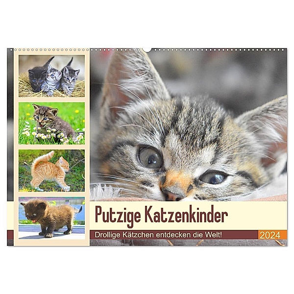 Putzige Katzenkinder. Drollige Kätzchen entdecken die Welt! (Wandkalender 2024 DIN A2 quer), CALVENDO Monatskalender, Rose Hurley
