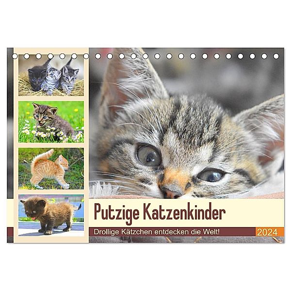 Putzige Katzenkinder. Drollige Kätzchen entdecken die Welt! (Tischkalender 2024 DIN A5 quer), CALVENDO Monatskalender, Rose Hurley