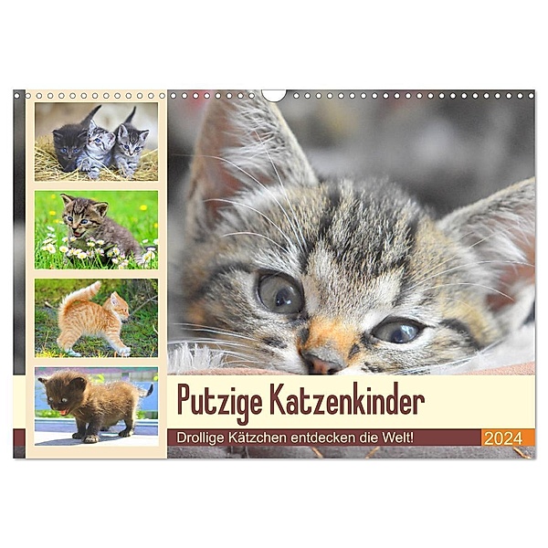 Putzige Katzenkinder. Drollige Kätzchen entdecken die Welt! (Wandkalender 2024 DIN A3 quer), CALVENDO Monatskalender, Rose Hurley