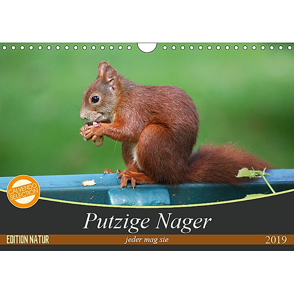 Putzige Nager (Wandkalender 2019 DIN A4 quer), SchnelleWelten