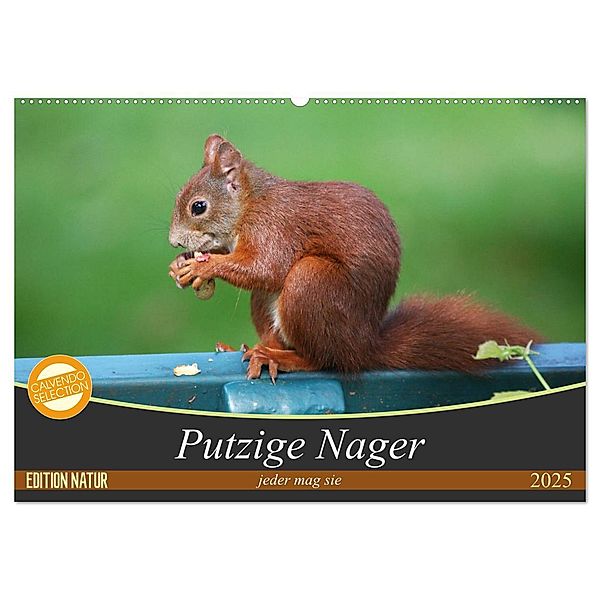 Putzige Nager (Wandkalender 2025 DIN A2 quer), CALVENDO Monatskalender, Calvendo, Schnellewelten