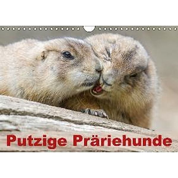 Putzige Präriehunde AT-Version (Wandkalender 2016 DIN A4 quer), MoNo-Foto