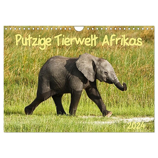Putzige Tierwelt Afrikas (Wandkalender 2024 DIN A4 quer), CALVENDO Monatskalender, Nadine Haase