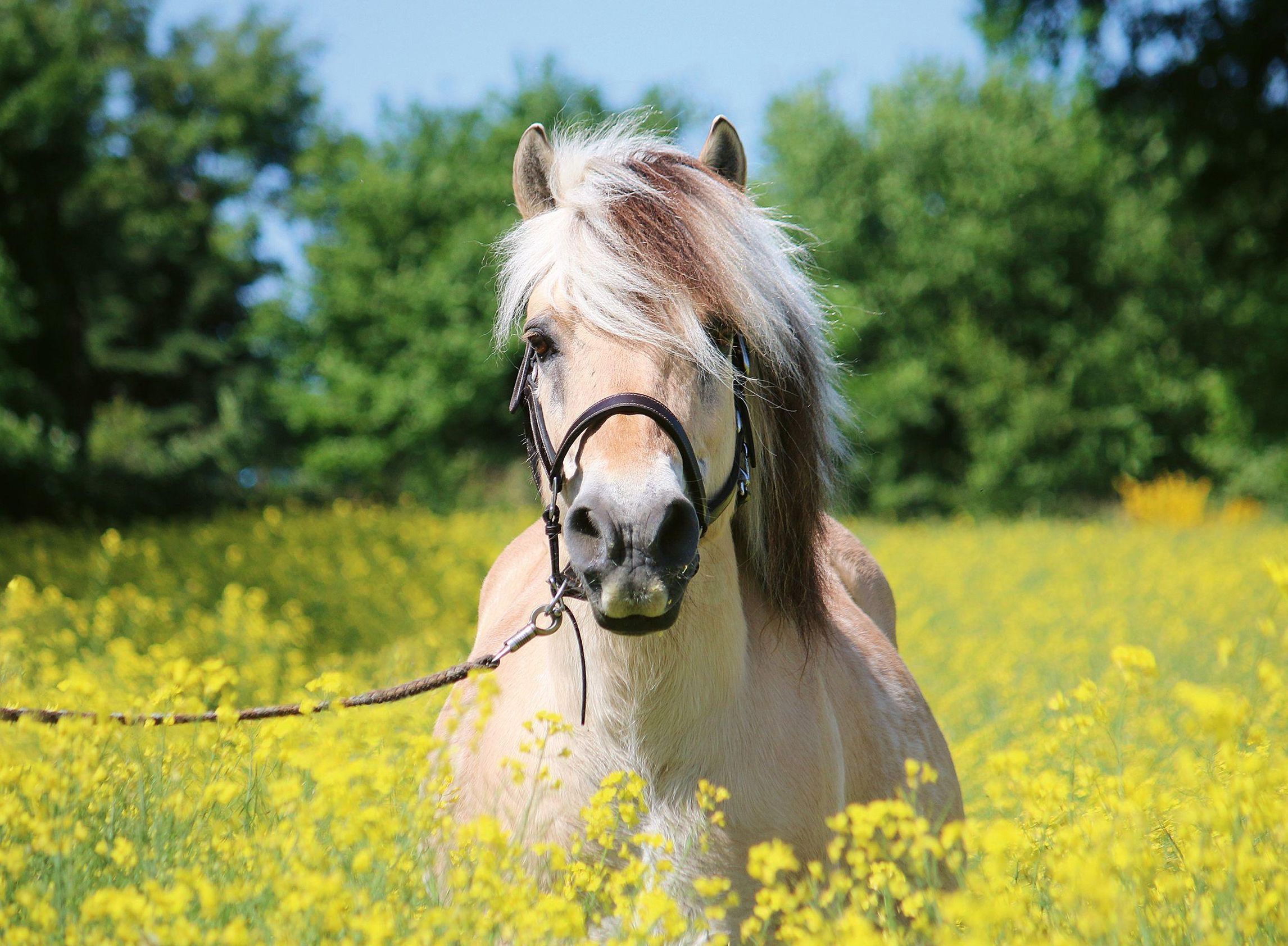 Puzzle PFERD IM RAPSFELD 500-teilig bestellen | Weltbild.de