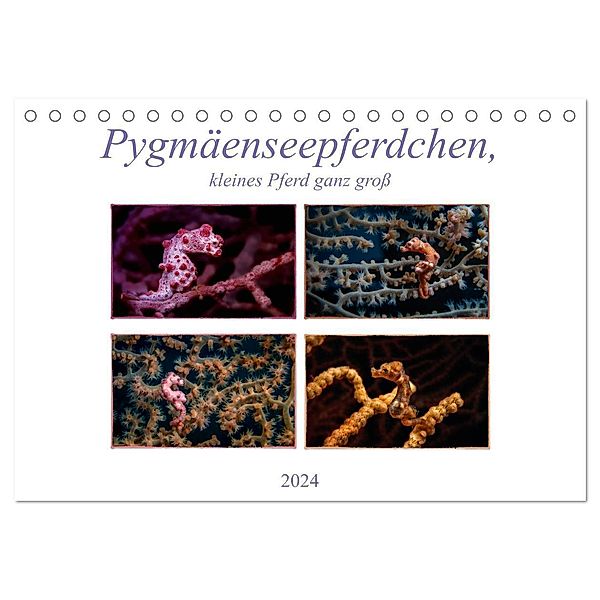 Pygmäenseepferdchen, kleines Pferd ganz gross (Tischkalender 2024 DIN A5 quer), CALVENDO Monatskalender, Dieter Gödecke