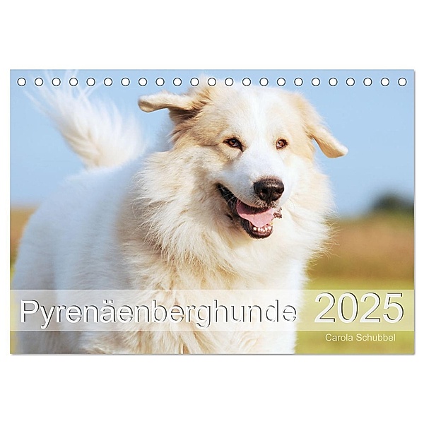 Pyrenäenberghunde (Tischkalender 2025 DIN A5 quer), CALVENDO Monatskalender, Calvendo, Carola Schubbel