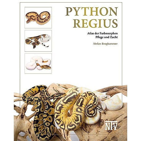 Python regius, Stefan Broghammer