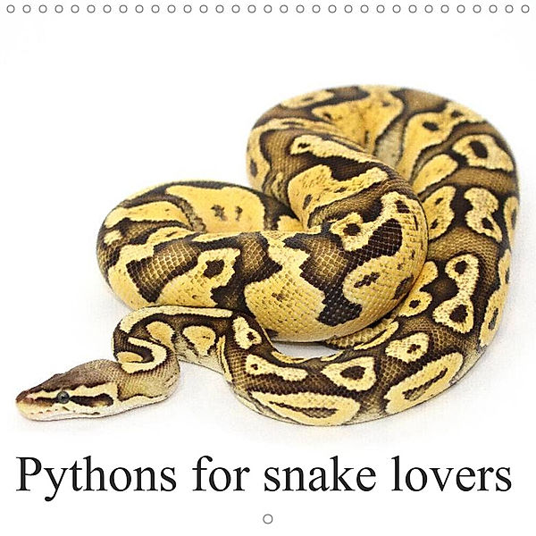 Pythons for snake lovers (Wall Calendar 2023 300 × 300 mm Square), Schnellewelten