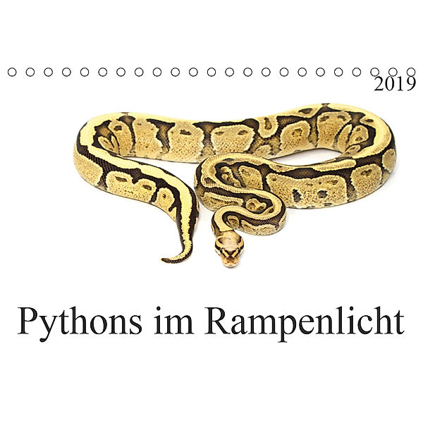 Pythons im Rampenlicht (Tischkalender 2019 DIN A5 quer), SchnelleWelten