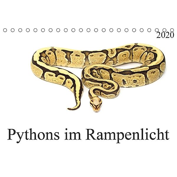 Pythons im Rampenlicht (Tischkalender 2020 DIN A5 quer)