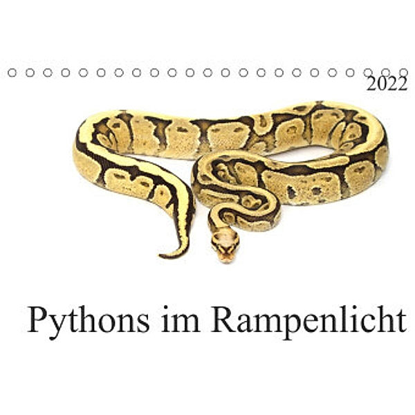 Pythons im Rampenlicht (Tischkalender 2022 DIN A5 quer), SchnelleWelten