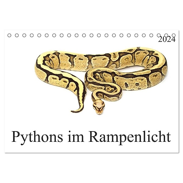 Pythons im Rampenlicht (Tischkalender 2024 DIN A5 quer), CALVENDO Monatskalender, Schnellewelten