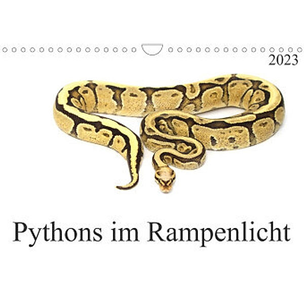 Pythons im Rampenlicht (Wandkalender 2023 DIN A4 quer), Schnellewelten