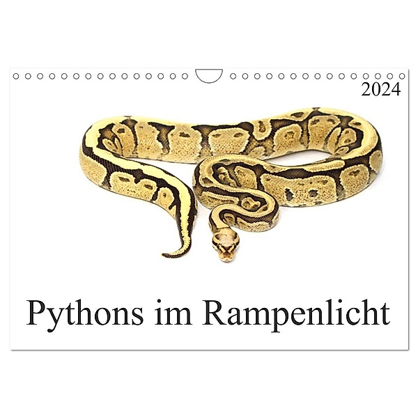 Pythons im Rampenlicht (Wandkalender 2024 DIN A4 quer), CALVENDO Monatskalender, Schnellewelten