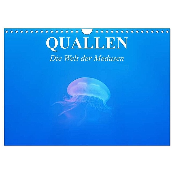 Quallen. Die Welt der Medusen (Wandkalender 2024 DIN A4 quer), CALVENDO Monatskalender, Elisabeth Stanzer
