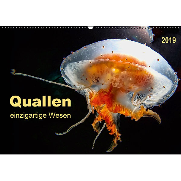 Quallen - einzigartige Wesen (Wandkalender 2019 DIN A2 quer), Peter Roder