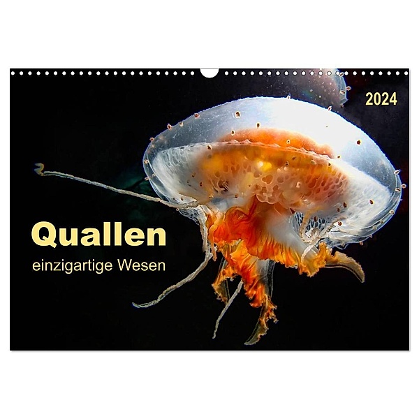 Quallen - einzigartige Wesen (Wandkalender 2024 DIN A3 quer), CALVENDO Monatskalender, Peter Roder