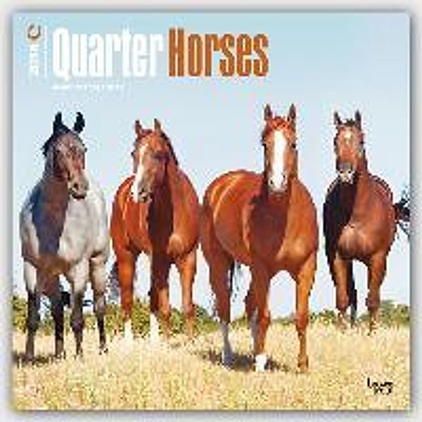 Quarter Horses 2016