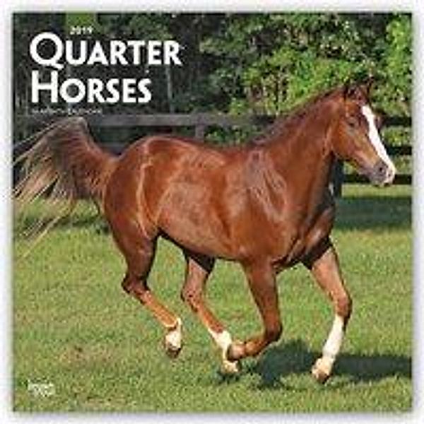 Quarter Horses 2019 - 18-Monatskalender