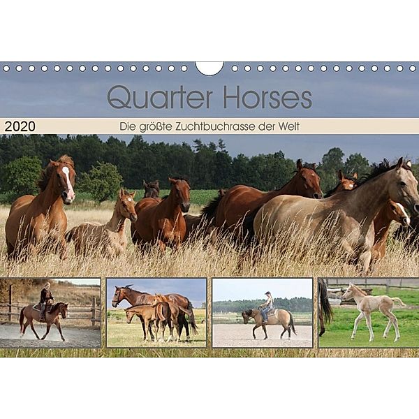 Quarter Horses - Die grösste Zuchtbuchrasse der Welt (Wandkalender 2020 DIN A4 quer), B. Mielewczyk