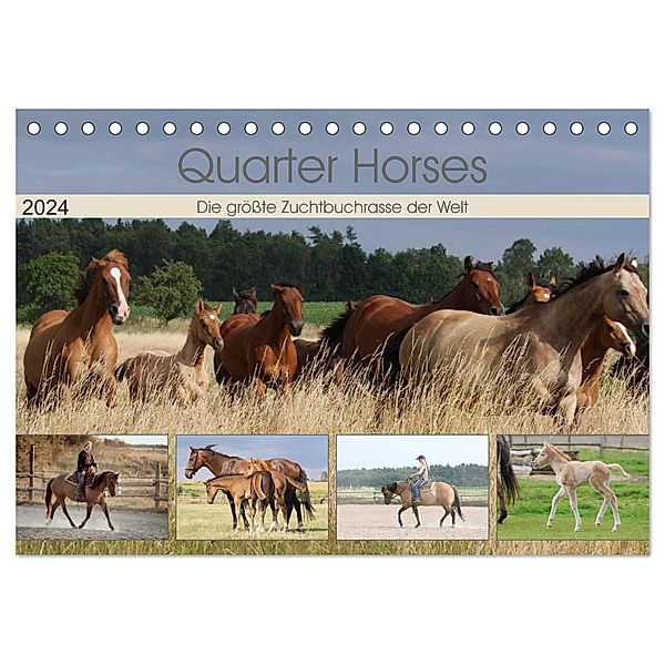 Quarter Horses - Die grösste Zuchtbuchrasse der Welt (Tischkalender 2024 DIN A5 quer), CALVENDO Monatskalender, B. Mielewczyk