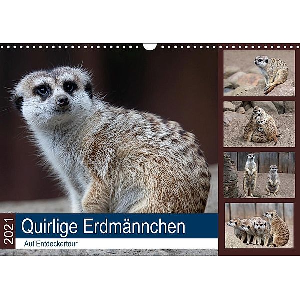 Quirlige Erdmännchen (Wandkalender 2021 DIN A3 quer), Manuela Falke