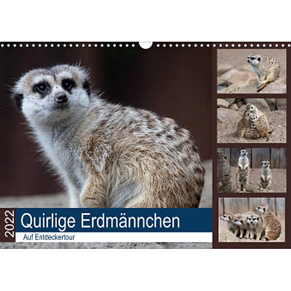 Quirlige Erdmännchen (Wandkalender 2022 DIN A3 quer), Manuela Falke