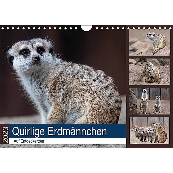 Quirlige Erdmännchen (Wandkalender 2023 DIN A4 quer), Manuela Falke