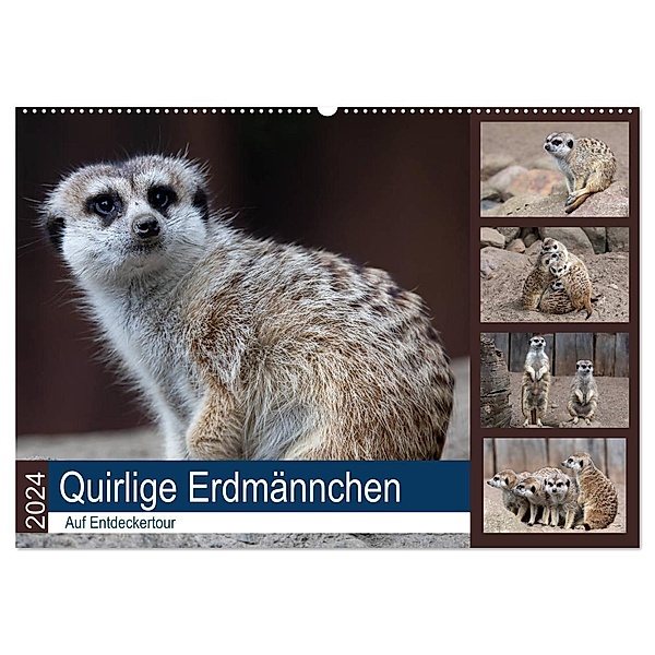 Quirlige Erdmännchen (Wandkalender 2024 DIN A2 quer), CALVENDO Monatskalender, Manuela Falke
