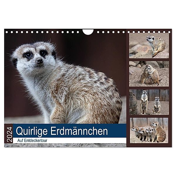 Quirlige Erdmännchen (Wandkalender 2024 DIN A4 quer), CALVENDO Monatskalender, Manuela Falke