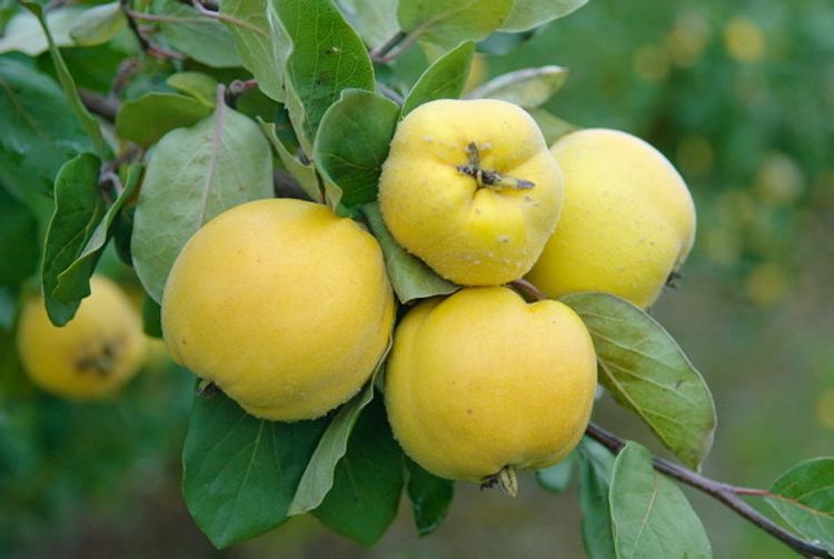 Quitte, Konstantinopeler Apfelquitte, 1 Busch | Obstbäume & Gemüsepflanzen