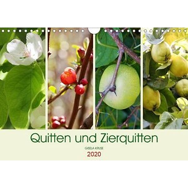 Quitten und Zierquitten (Wandkalender 2020 DIN A4 quer), Gisela Kruse