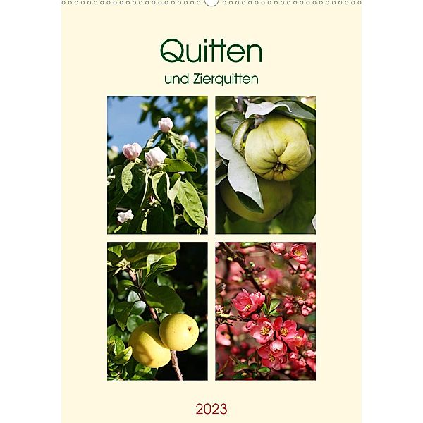 Quitten und Zierquitten (Wandkalender 2023 DIN A2 hoch), Gisela Kruse