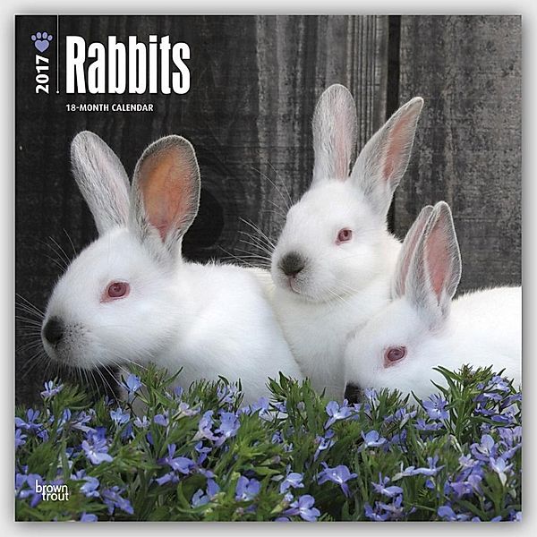 Rabbits 2017 Square