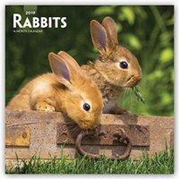 Rabbits 2019 Square Wall Calendar