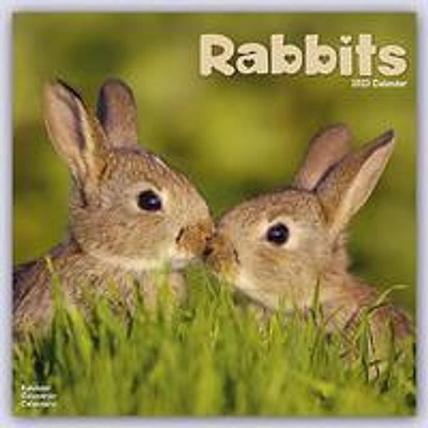 Rabbits - Kaninchen 2023 - 16-Monatskalender, Avonside Publishing Ltd