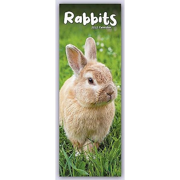 Rabbits - Kaninchen 2023