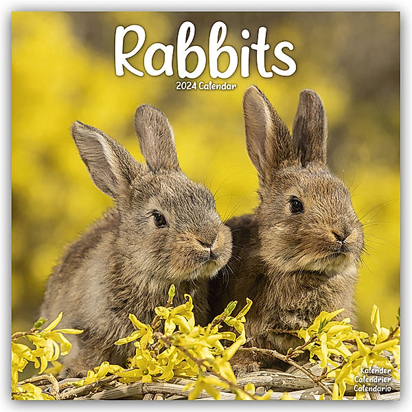 Rabbits - Kaninchen 2024 - 16-Monatskalender, Avonside Publishing Ltd