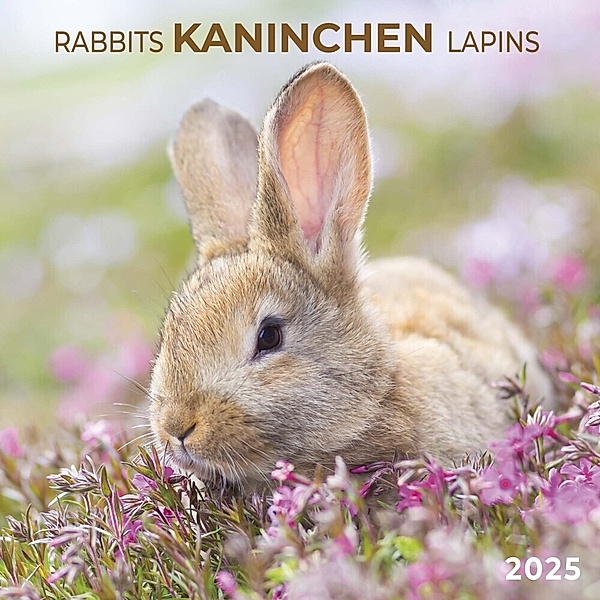 Rabbits/Kaninchen 2025