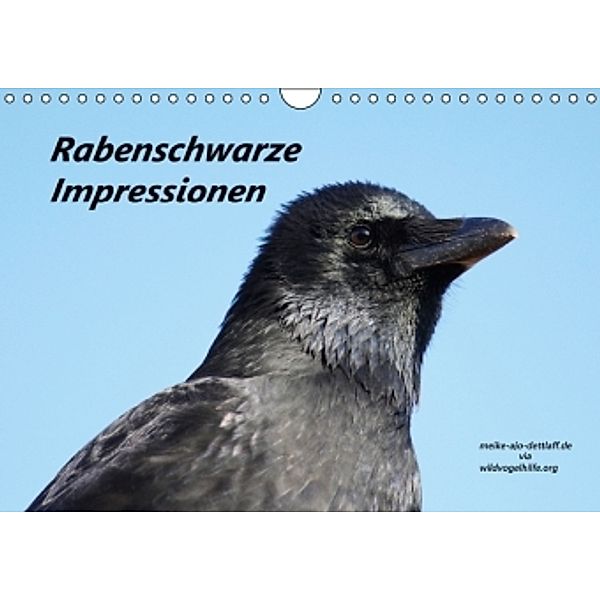 Rabenschwarze Impressionen - meike-ajo-dettlaff.de via wildvogelhlfe.org (Wandkalender 2016 DIN A4 quer), Meike Dettlaff