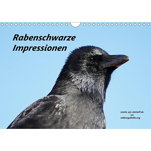 Rabenschwarze Impressionen - meike-ajo-dettlaff.de via wildvogelhlfe.org (Wandkalender 2020 DIN A4 quer), Meike AJo. Dettlaff