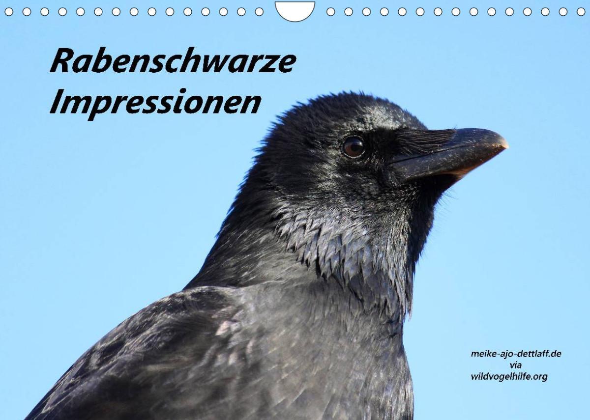 Rabenschwarze Impressionen - meike-ajo-dettlaff.de via  wildvogelhlfe.org (Wandkalender 2023 DIN A4 quer)