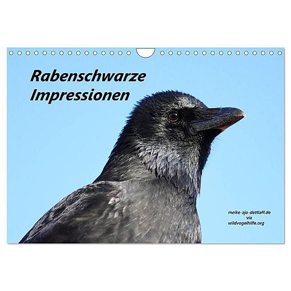 Rabenschwarze Impressionen - meike-ajo-dettlaff.de via wildvogelhlfe.org (Wandkalender 2024 DIN A4 quer), CALVENDO Monatskalender, Meike AJo. Dettlaff